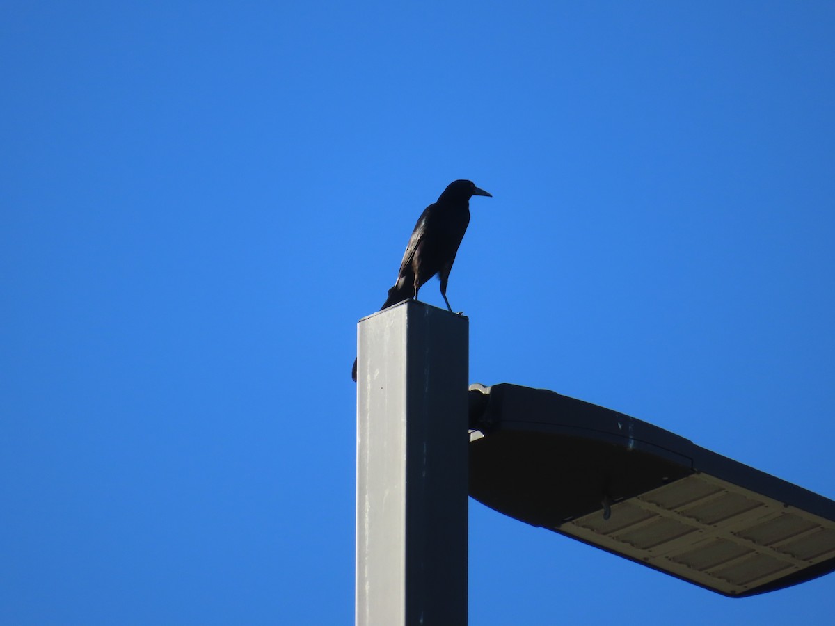 Great-tailed Grackle - ML620102575