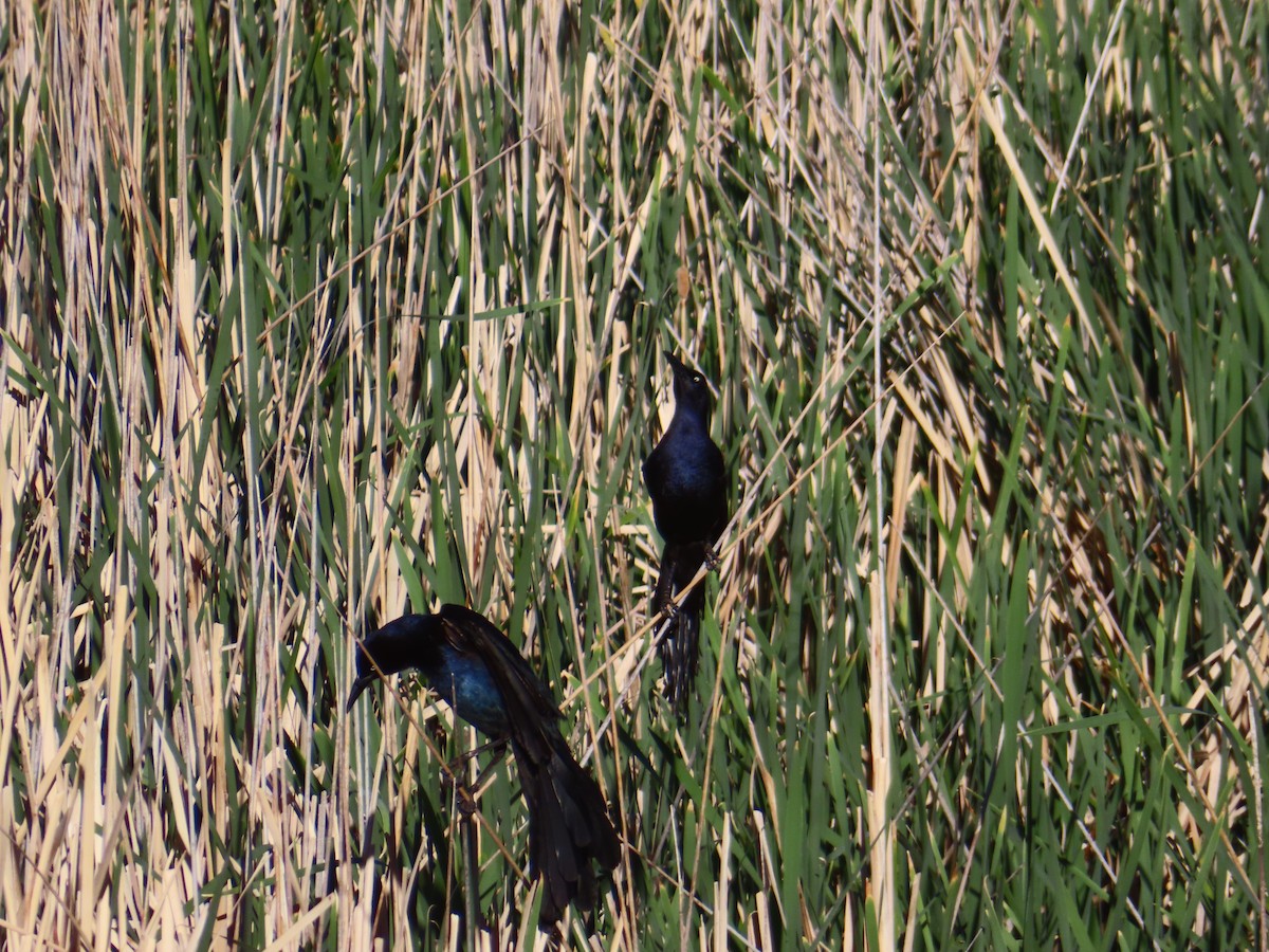 Great-tailed Grackle - ML620102580