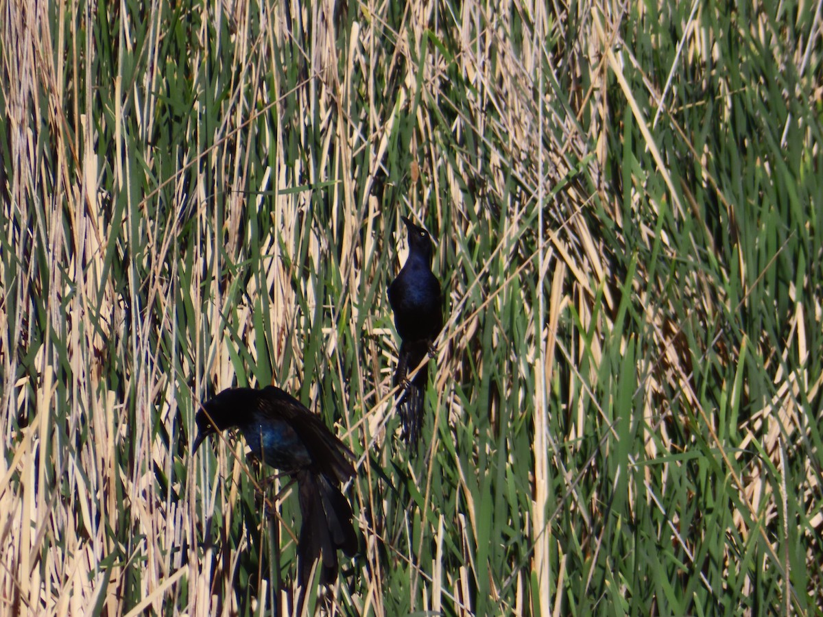 Great-tailed Grackle - ML620102581
