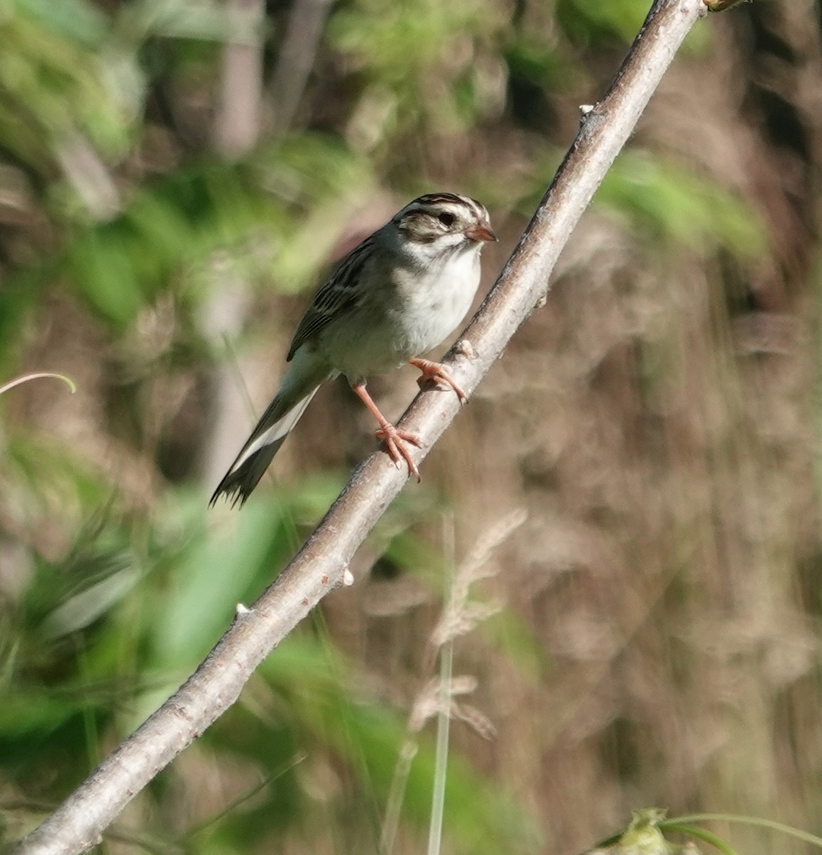 Clay-colored Sparrow - ML620102583