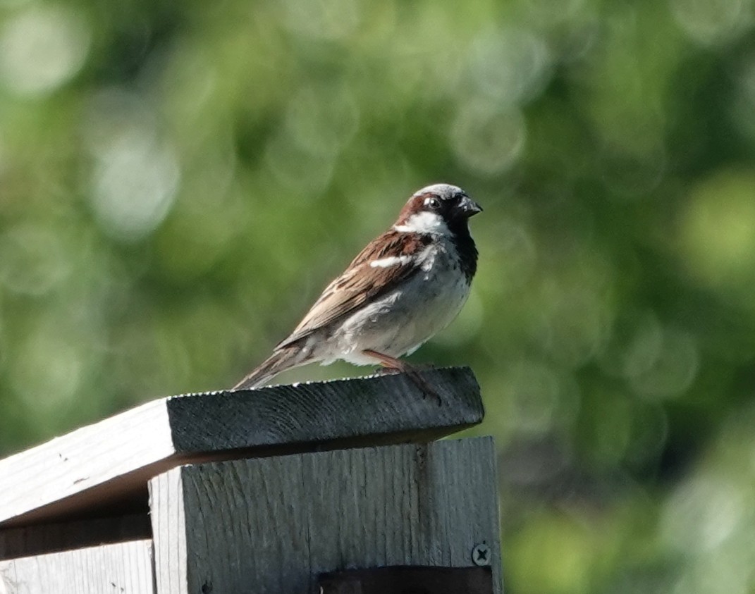 House Sparrow - ML620102586
