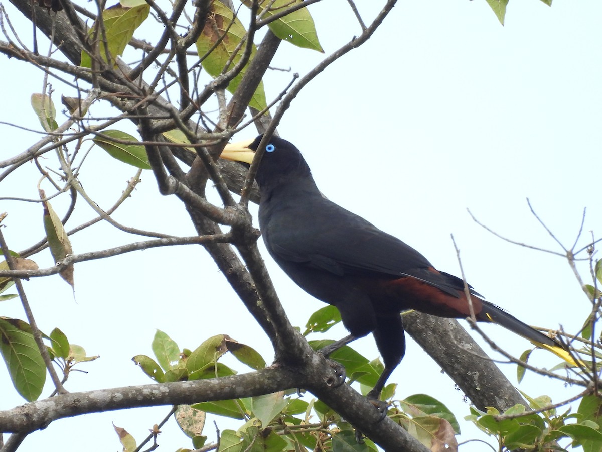 Crested Oropendola - ML620102608