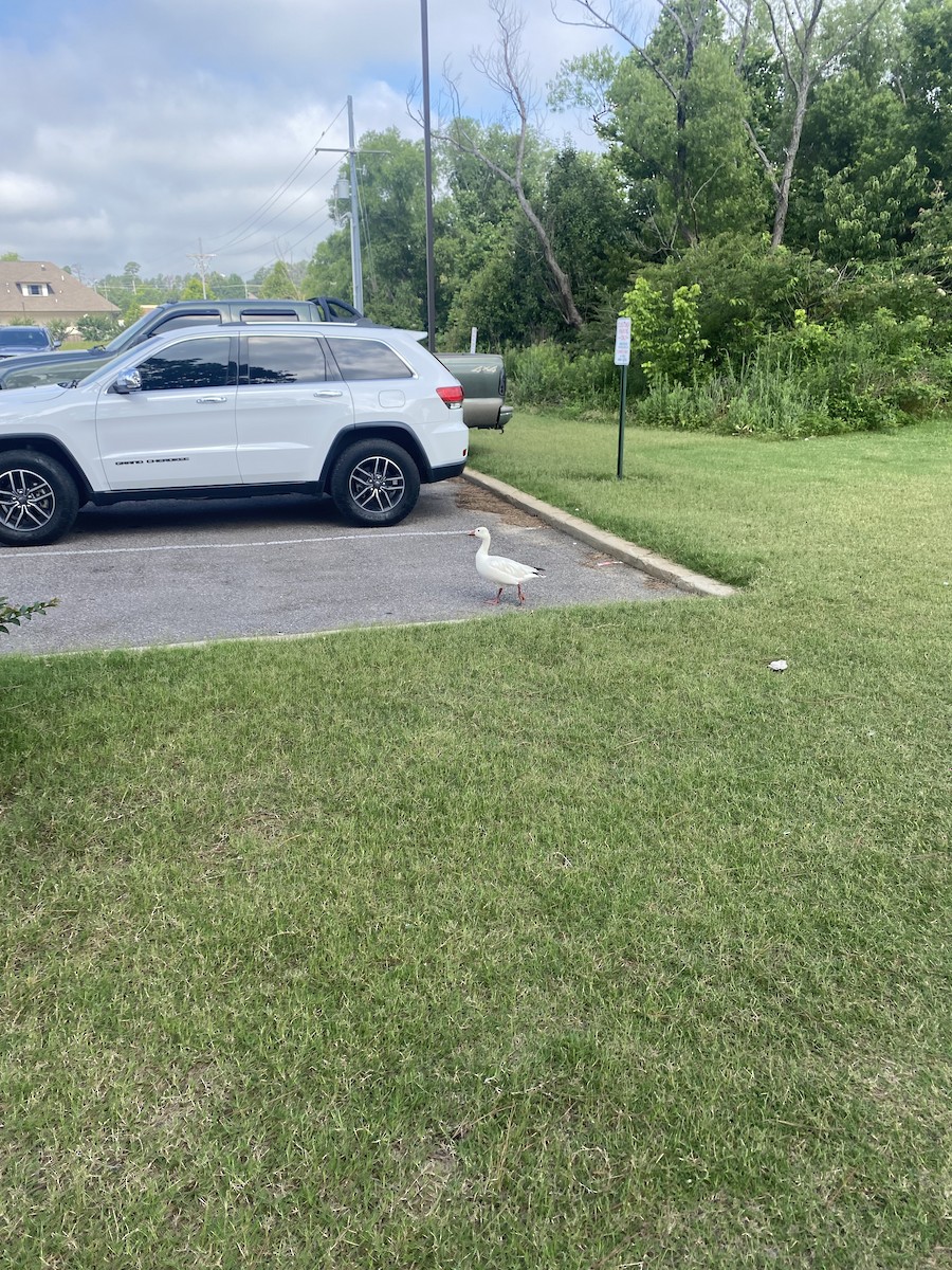 Snow Goose - ML620102609