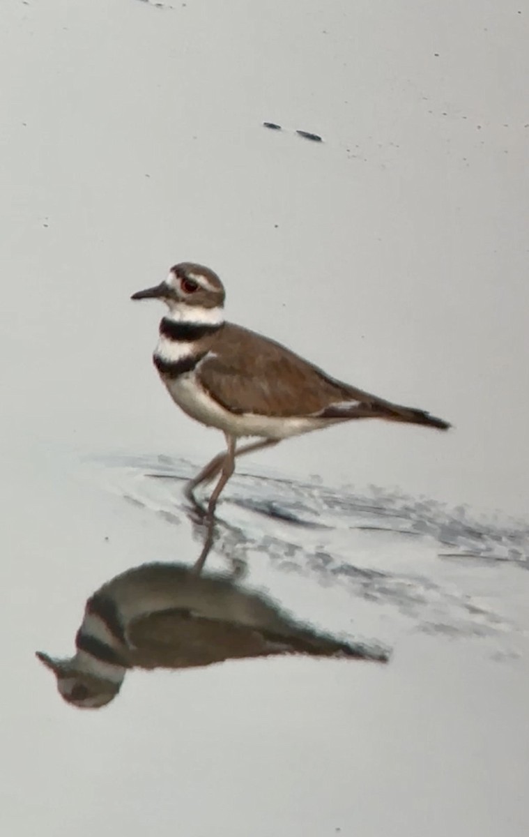 Killdeer - ML620102612