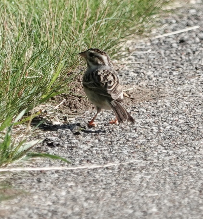 Clay-colored Sparrow - ML620102628