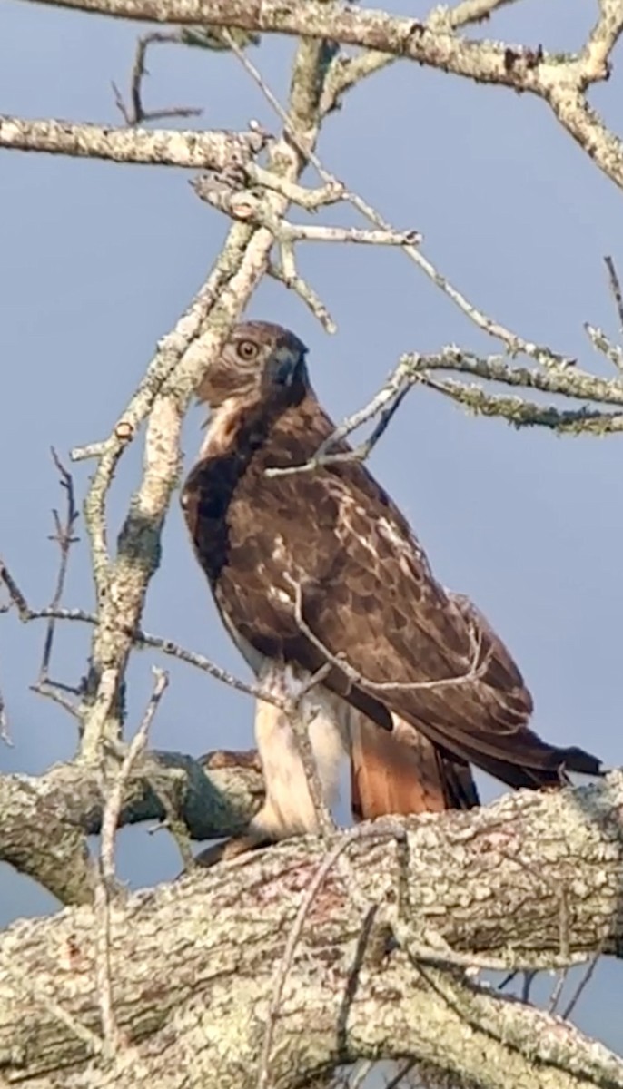 Red-tailed Hawk - ML620102638