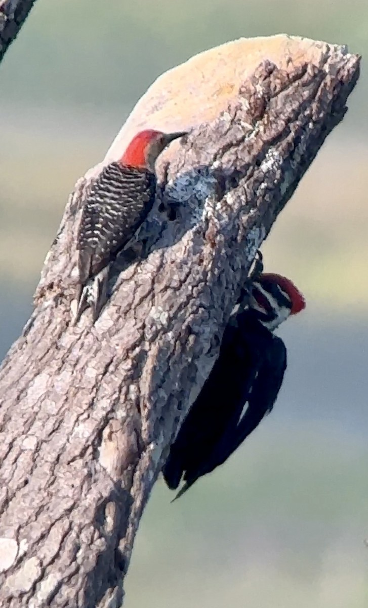 Red-bellied Woodpecker - ML620102641