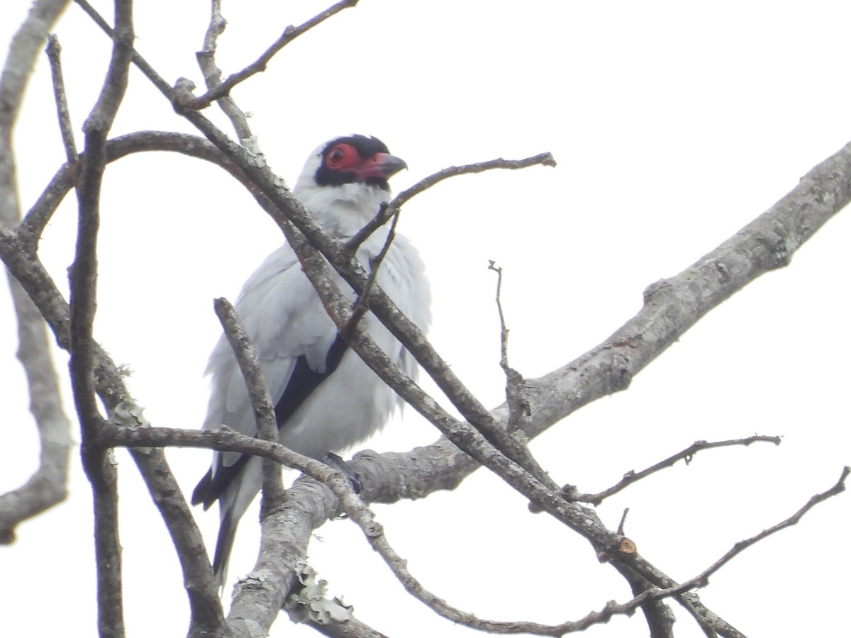 Masked Tityra - ML620102643