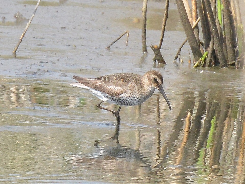 Bécasseau variable - ML620102657