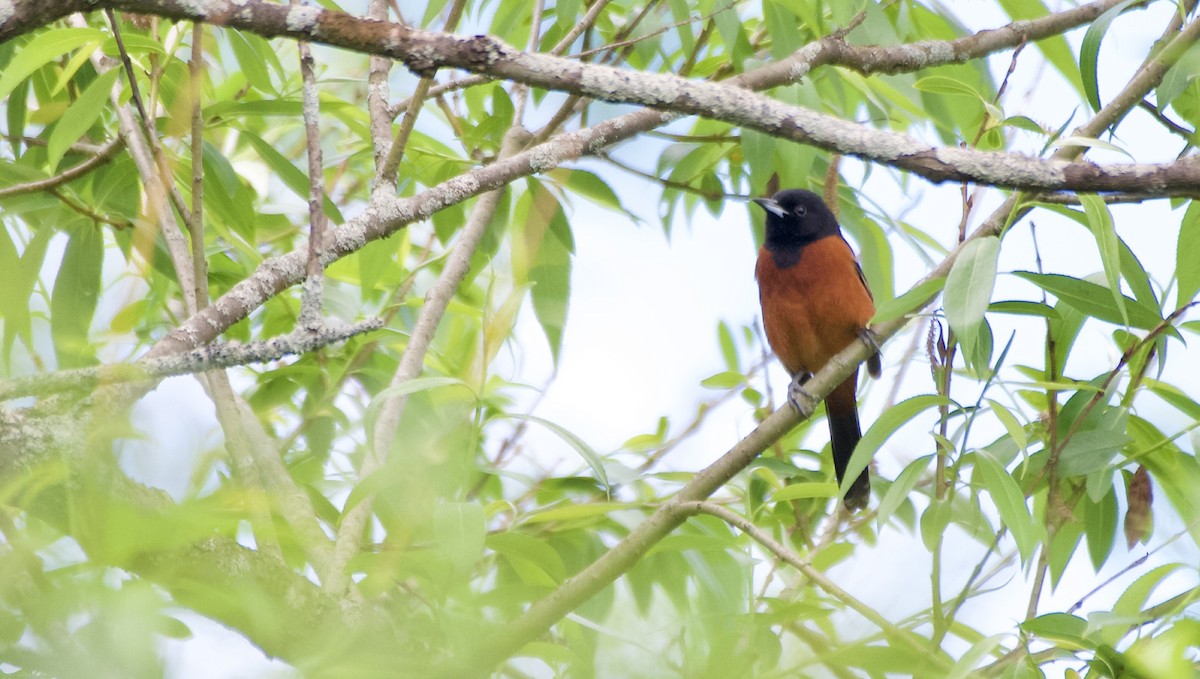 Orchard Oriole - ML620102672