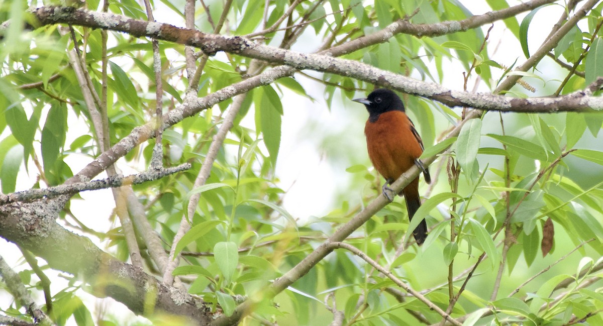 Orchard Oriole - ML620102673