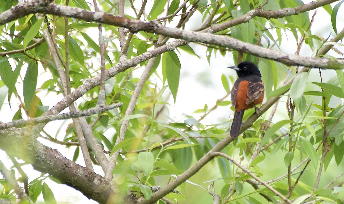 Orchard Oriole - ML620102674