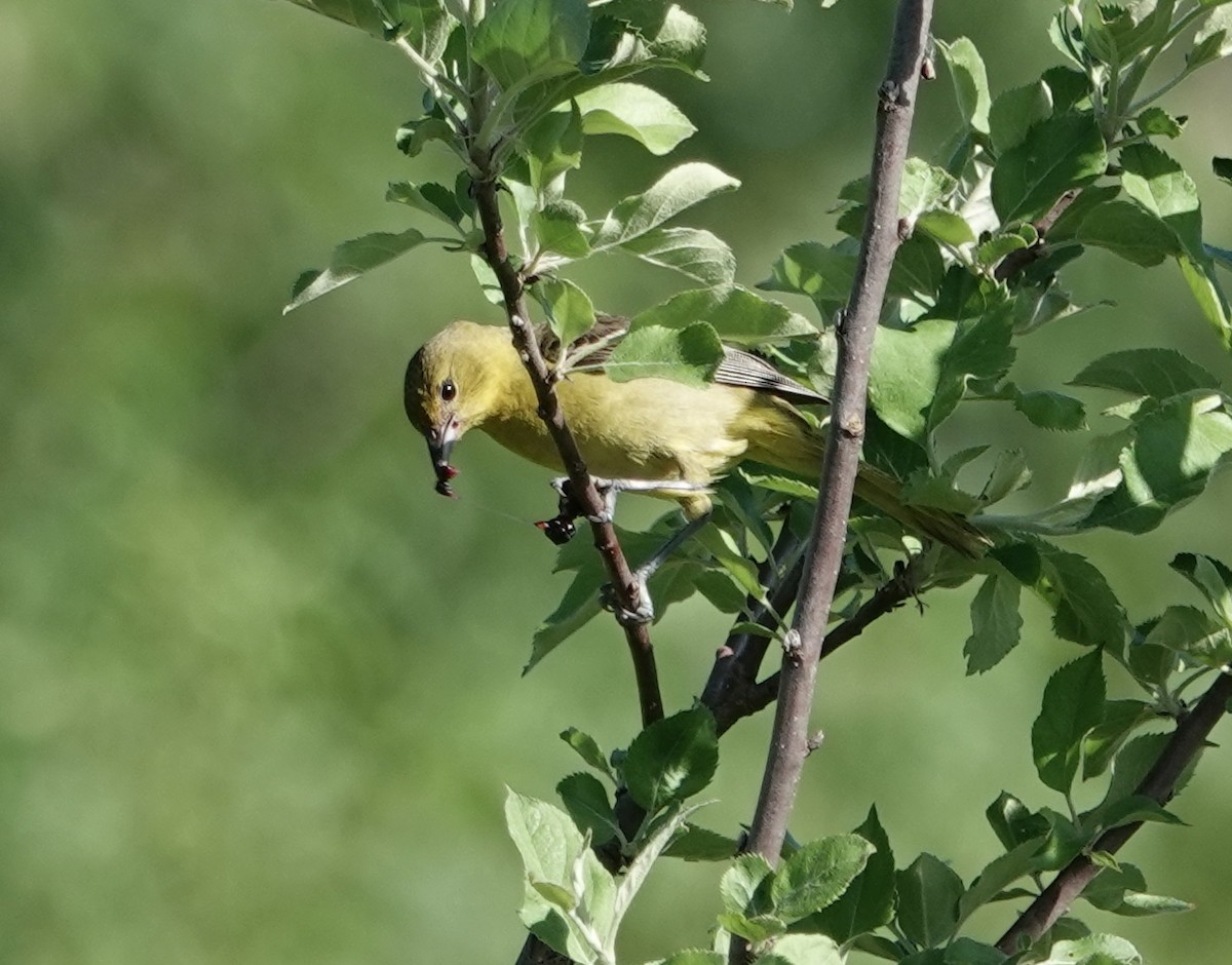 Orchard Oriole - Jeff Hollobaugh