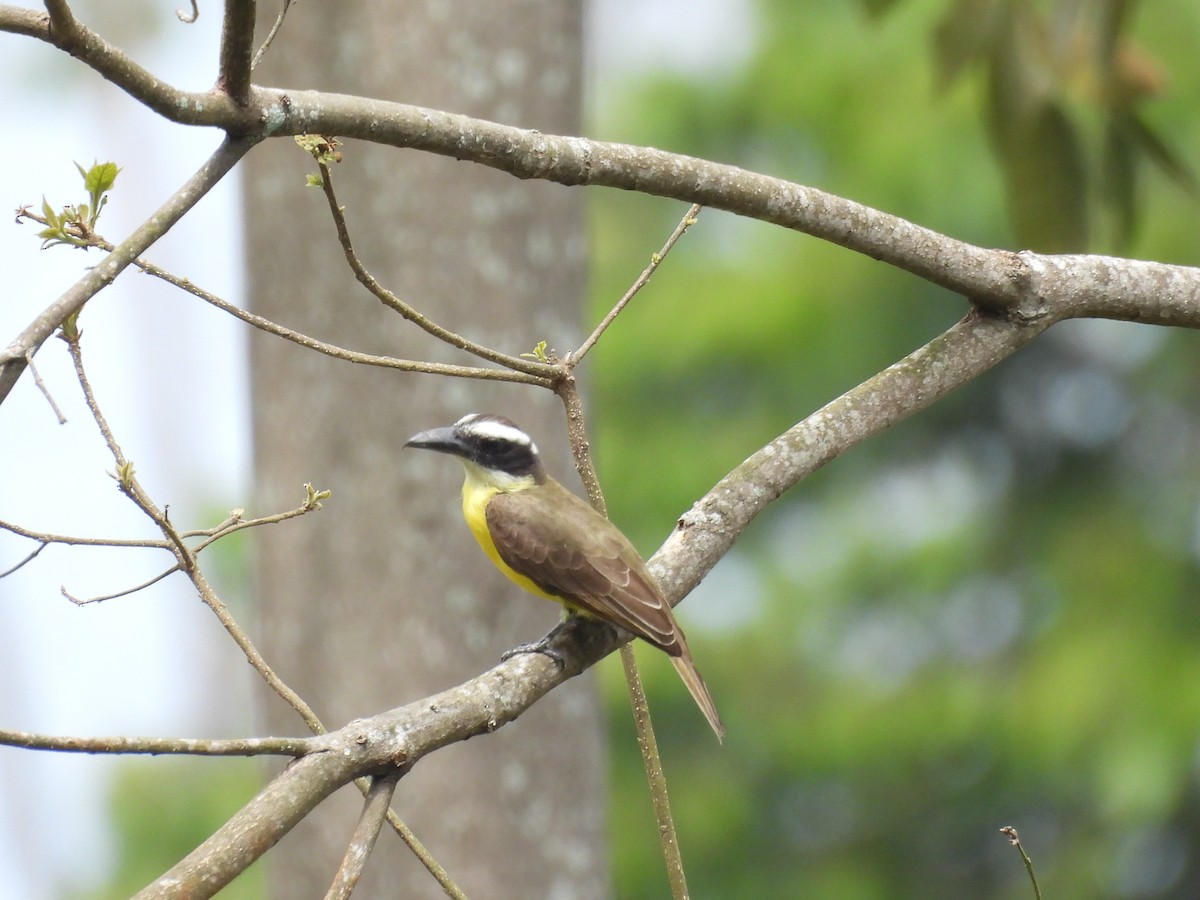 Boat-billed Flycatcher - ML620102721