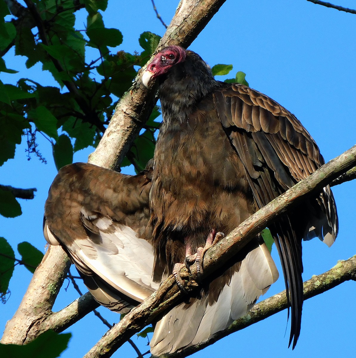 Turkey Vulture - ML620102722
