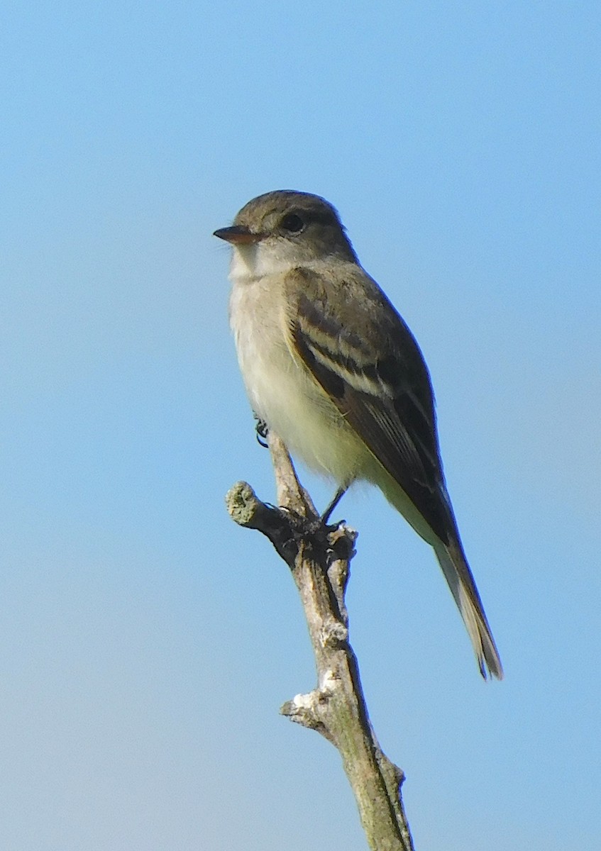 Weidenschnäppertyrann - ML620102723