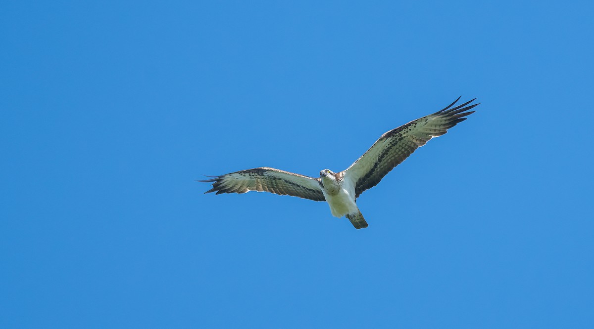 Águila Pescadora (haliaetus) - ML620102739