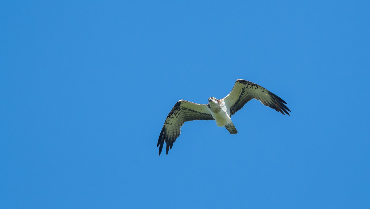 Águila Pescadora (haliaetus) - ML620102740