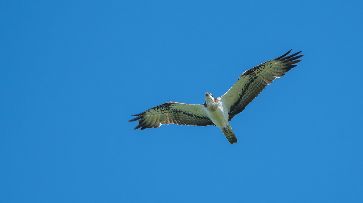 Águila Pescadora (haliaetus) - ML620102743