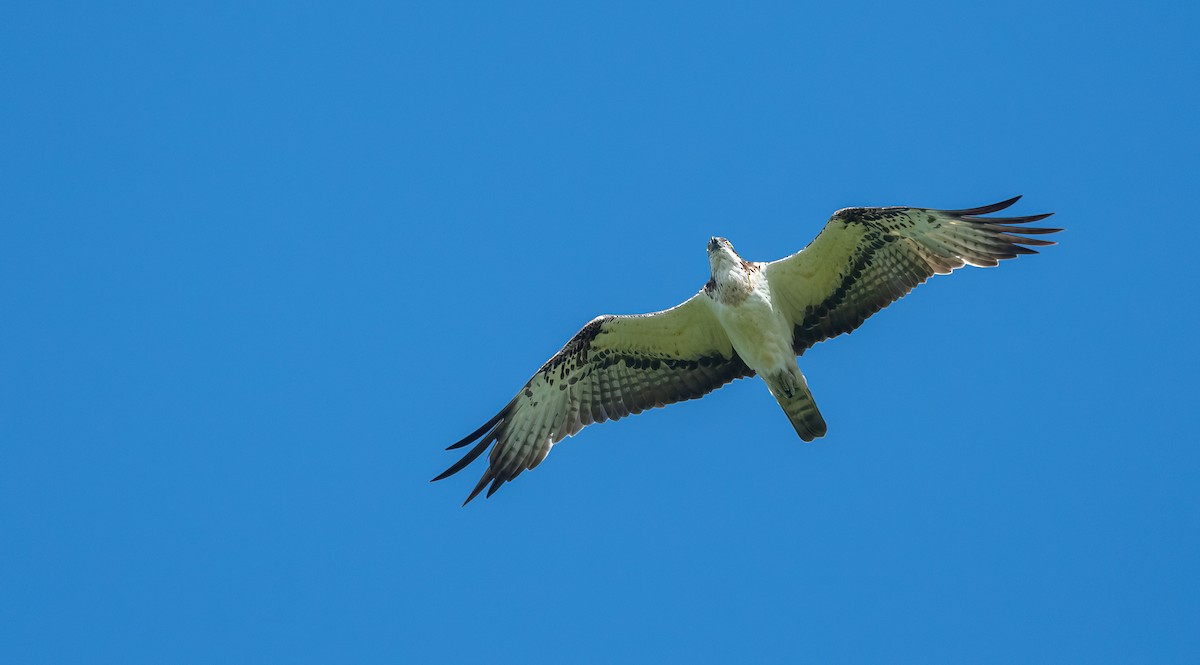 Águila Pescadora (haliaetus) - ML620102748