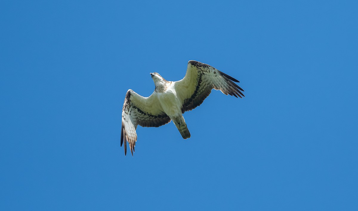 Águila Pescadora (haliaetus) - ML620102749