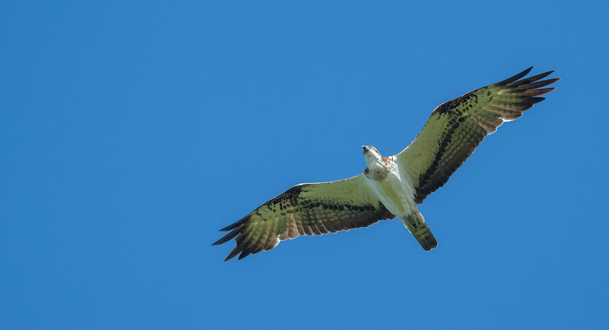 Águila Pescadora (haliaetus) - ML620102750
