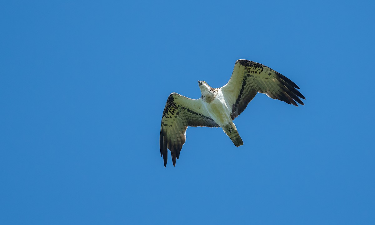 Águila Pescadora (haliaetus) - ML620102751