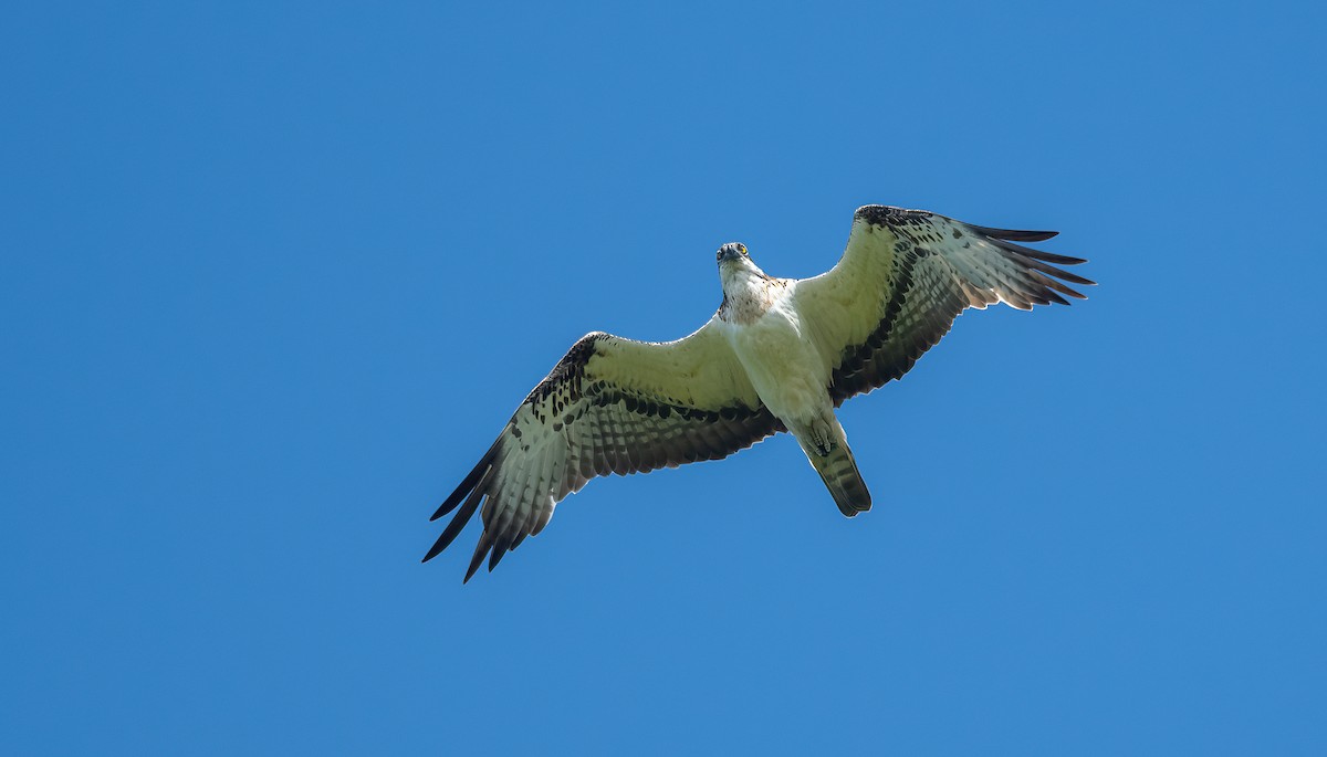 Águila Pescadora (haliaetus) - ML620102752