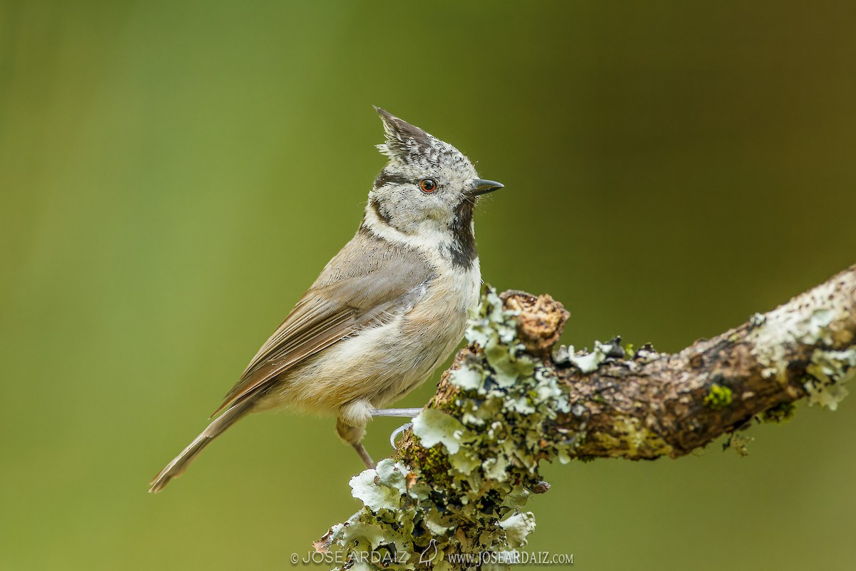 Crested Tit - ML620102753