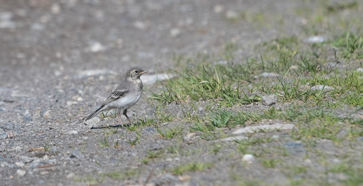 White Wagtail (White-faced) - ML620102786