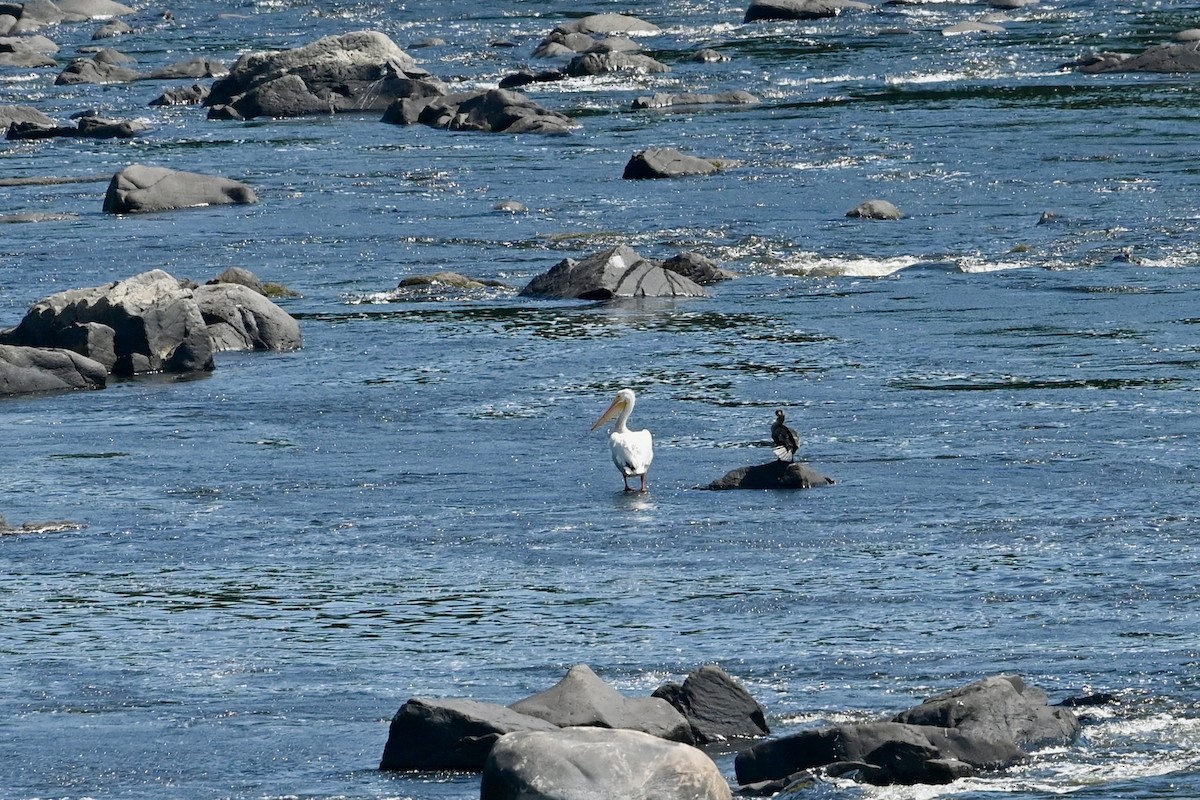 American White Pelican - ML620102788