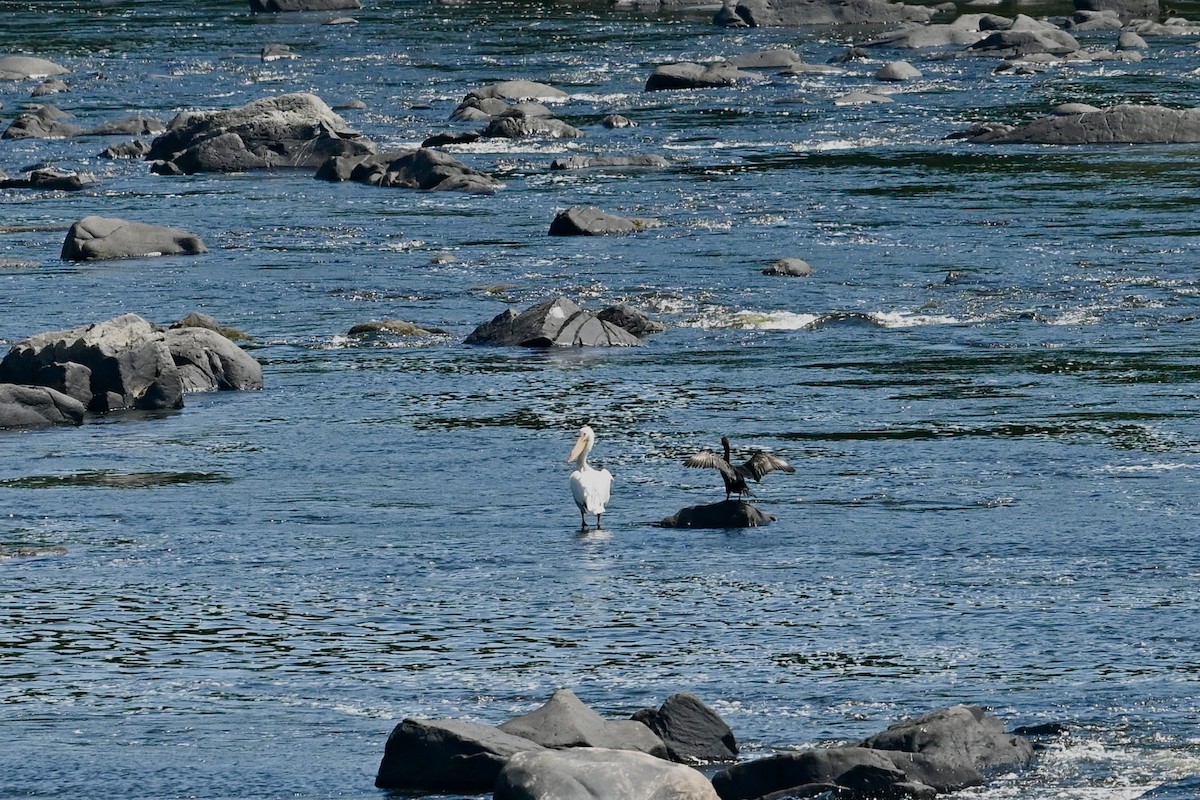 American White Pelican - ML620102789