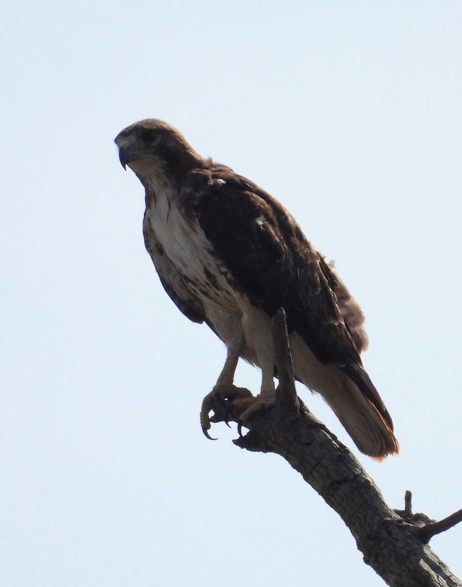 Red-tailed Hawk - ML620102804