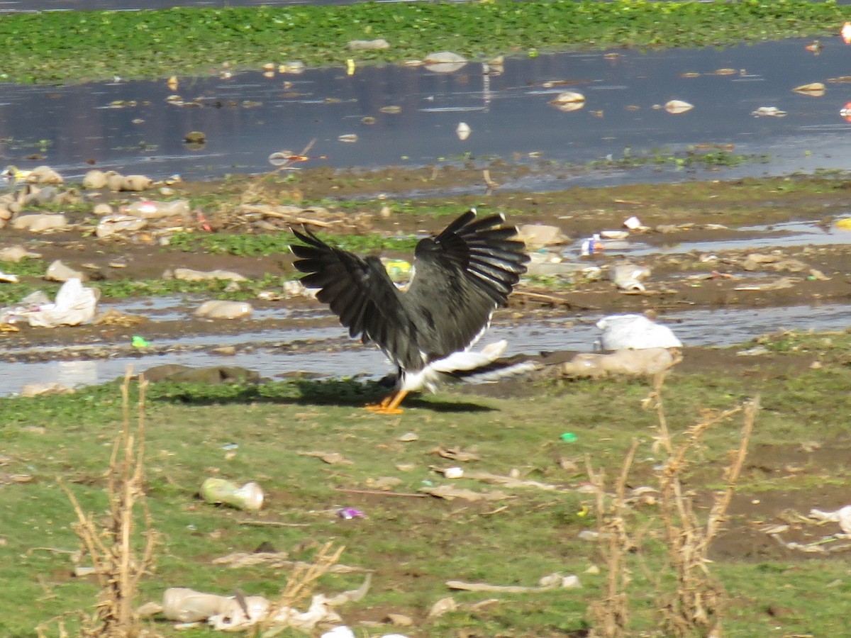 Mountain Caracara - ML620102809