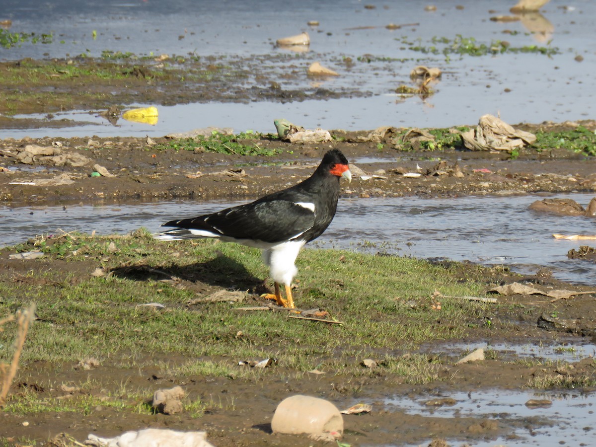 Mountain Caracara - ML620102811