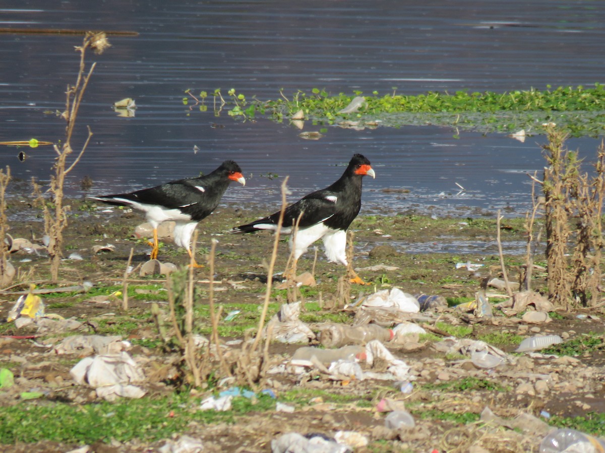 Mountain Caracara - ML620102812