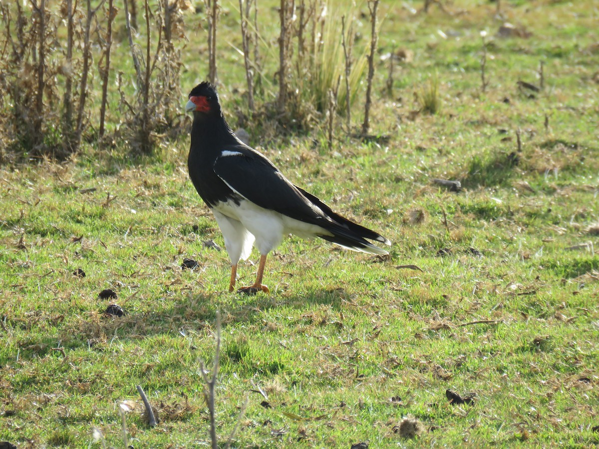 Caracara Andino - ML620102813