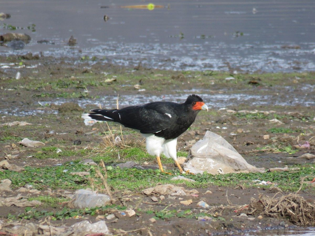 Mountain Caracara - ML620102814