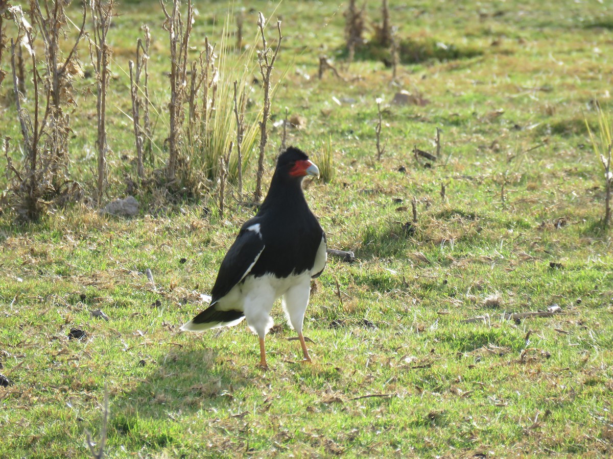 Caracara Andino - ML620102815