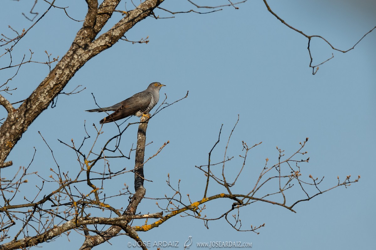 Common Cuckoo - ML620102821