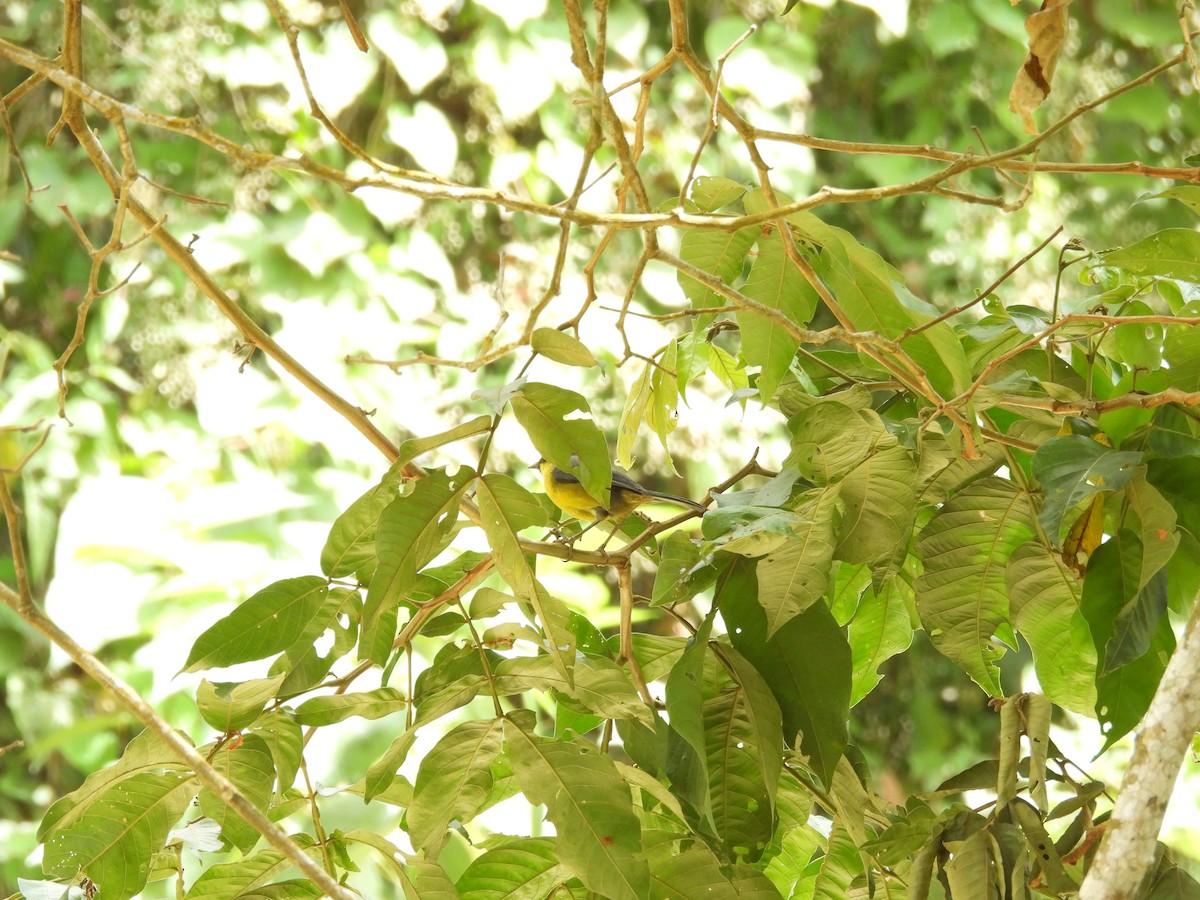 Yellow-crowned Redstart - ML620102822