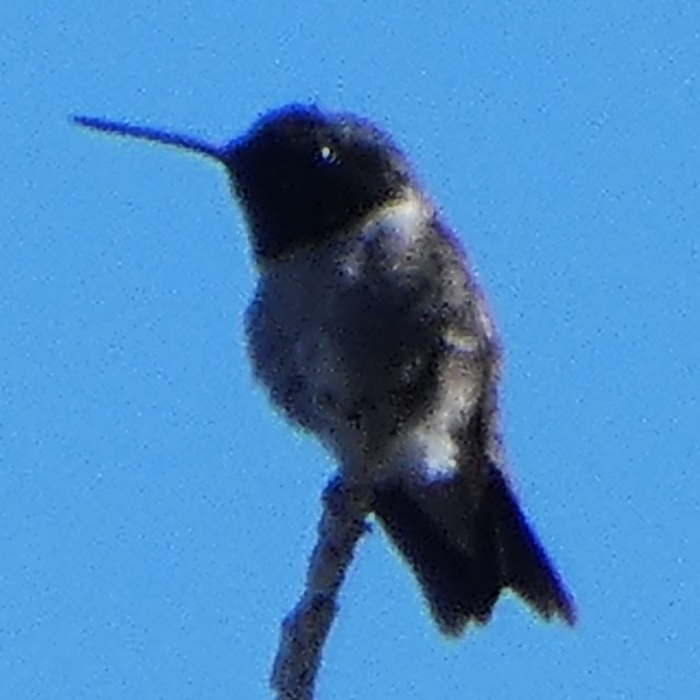 Black-chinned Hummingbird - ML620102827
