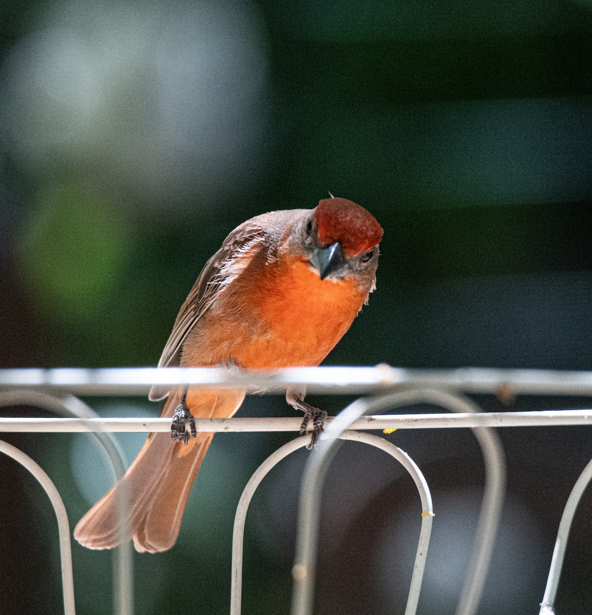Hepatic Tanager - ML620102846
