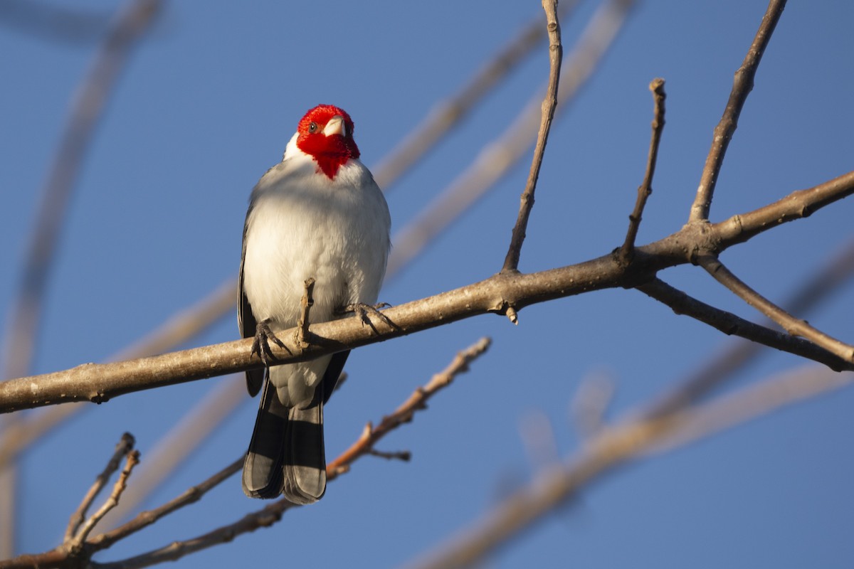Red-crested Cardinal - ML620102865