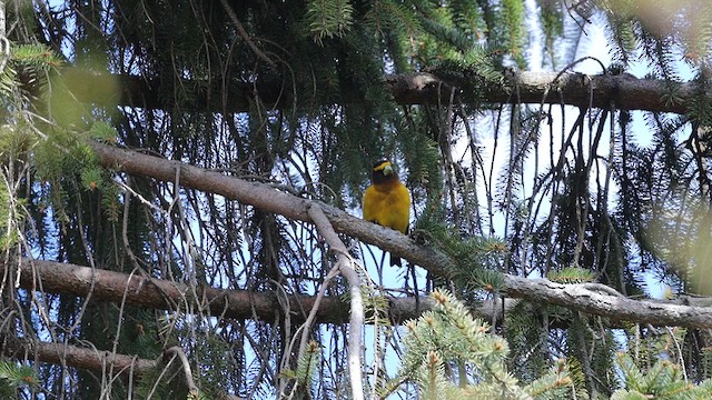 Evening Grosbeak - ML620102866