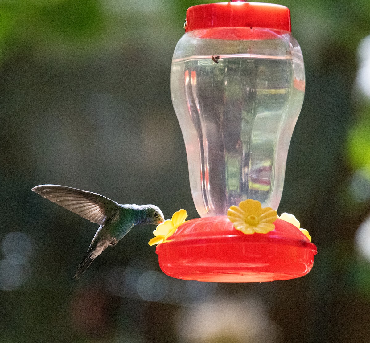 Broad-billed Hummingbird - ML620102870