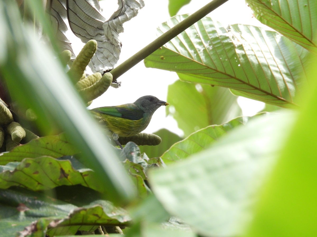 Black-headed Tanager - ML620102875