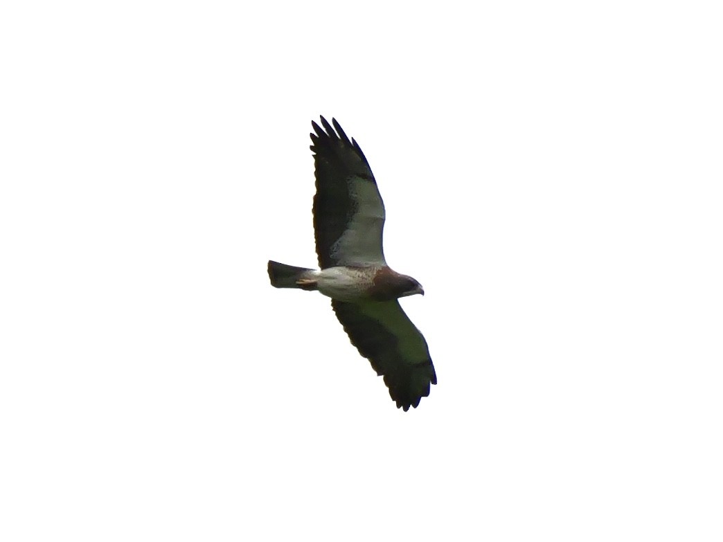 Swainson's Hawk - ML620102877