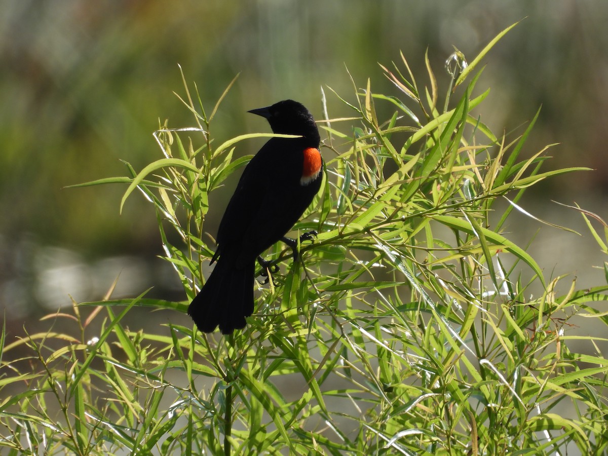 Red-winged Blackbird - ML620102882