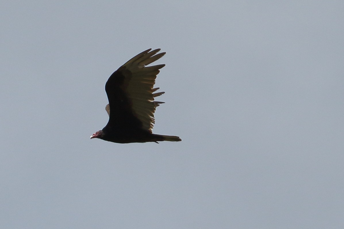 Turkey Vulture - ML620102892